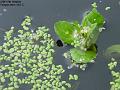 2002-1012duckweed